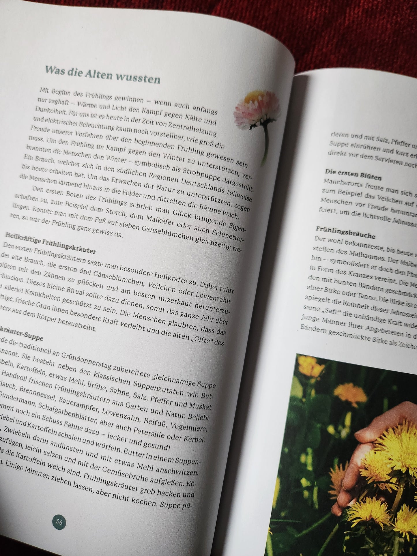 Pflanzenbuch "Magische Kräuter"